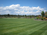 Nelson Landscaping